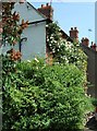 Rose-covered cottage