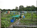 Allotments at Berengrave