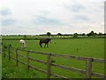 Horses near Stamford Bridge