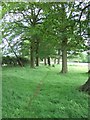 Footpath through the Trees