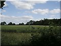 Cereal crop in field near the Sounding Arch