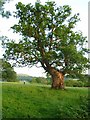 Ancient oak tree, Dan y Parc