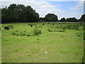 Lee Valley Park: Hayes Hill Farm