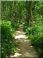 Path up through Whitley Wood