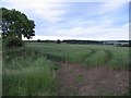 Field of wheat