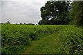 Footpath Near Beechen Wood