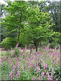 SU3107 : Foxgloves and sweet chestnut trees in the Pondhead Inclosure, New Forest by Jim Champion