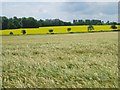 Fields of barley and rape