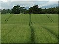 Farmland, Upper Spittalton