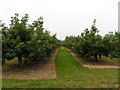 Apple orchard, near Golden Green