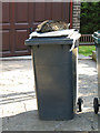 Wheelie Bin