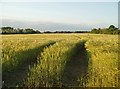 Barley growing near Rattla Corner