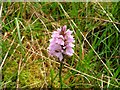 NC2728 : Heath Spotted Orchid by Mick Garratt