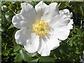 NS7795 : A white dog rose by Andrew Smith