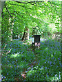 Bluebells and Beehives in Jane