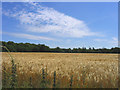 Ripening Wheat