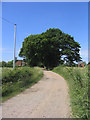 Tree-lined drive, East Hanningfield