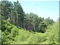 Cloven le Dale from the Woodland Path