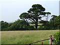 A large tree bordering a field