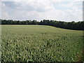 Sea of wheat