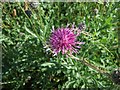 Knapweed