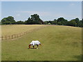 Horse in a paddock, near Hyde Heath