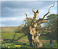 SE0756 : Laund Oak by Stephen Craven