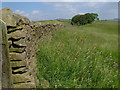 View near Crake Moor