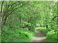 Footpath in Clayton Woods, Ireland Wood