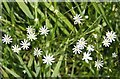 Lesser Stitchwort (Stellaria graminea)