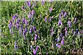 Tufted Vetch (Vicia cracca)