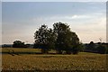 Fields near Hawkedon Hall