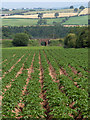 Potatoes, Long Strumble