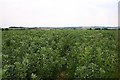 Footpath to Boxted