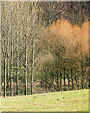 SO8687 : Trees bordering the canal near Flatheridge Bridge by Gareth Edwards