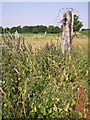 Post and barbed wire, near Horning