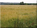 Barley field near Pengelly Barton