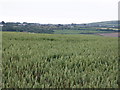 SW6131 : Wheatfield near Penhale-an-drea by Sheila Russell