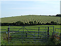 Stripes in a field