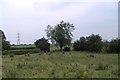 Crewe & Nantwich Circular Walk at Coppenhall Moss