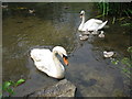 Swans and cygnets