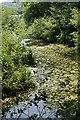 Pond in the Tresillian River Valley