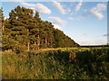 Pine Plantation adjacent to Boundary Lane