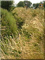 Ditch beside A378, Wrantage