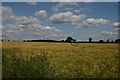 Fields between Shimpling and Alpheton