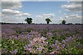 Borage