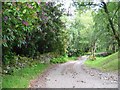 Road to Goirtean na Caorach