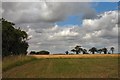 Fields at Shrub Farm