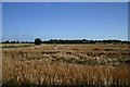 Wheat field at Bradfield Combust