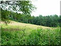 Meadow and woodland near Moddershall